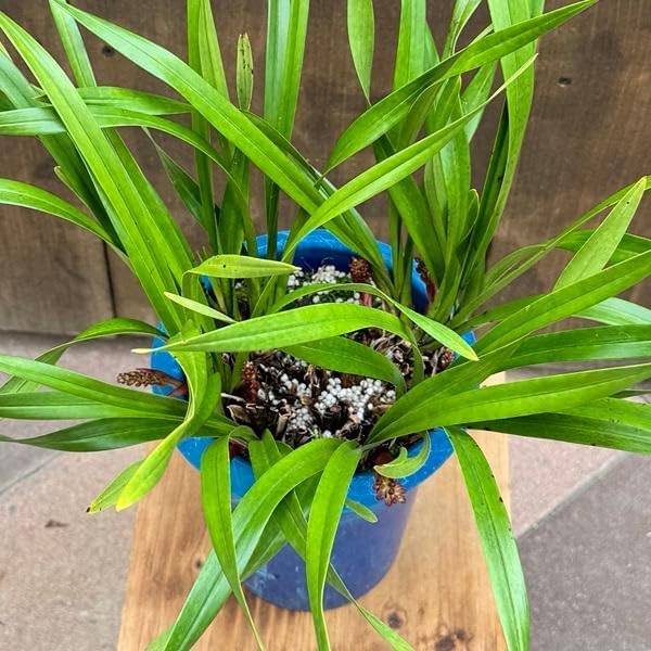 ニホンミツバチ誘引蘭 観葉：金稜辺 キンリョウヘン